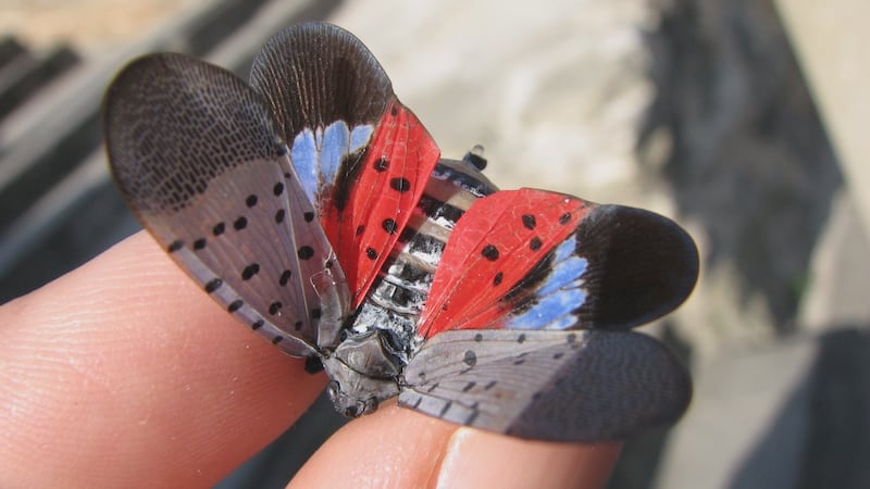 Mosca linterna manchada