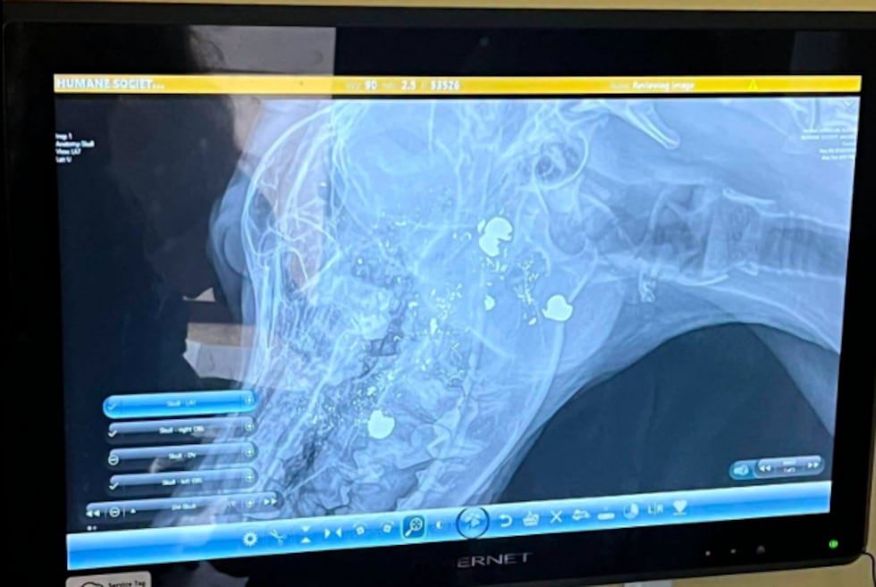 Radiografía que muestra rastros de bala dentro del animal. (Courtesy of Brown County Humane...