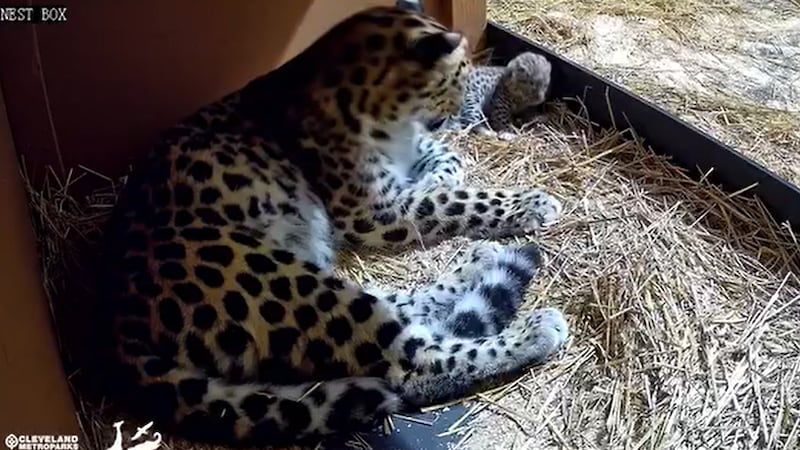 Histórico: Zoológico Cleveland Metroparks da la bienvenida a rara cría de leopardo de Amur