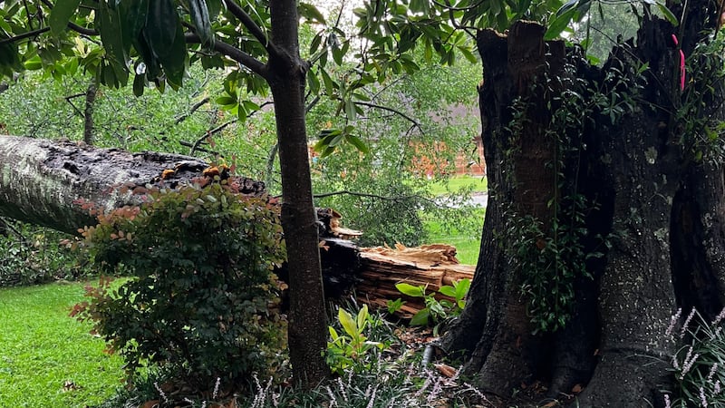 Downed 150 yr old tree at Lake Waccamaw.