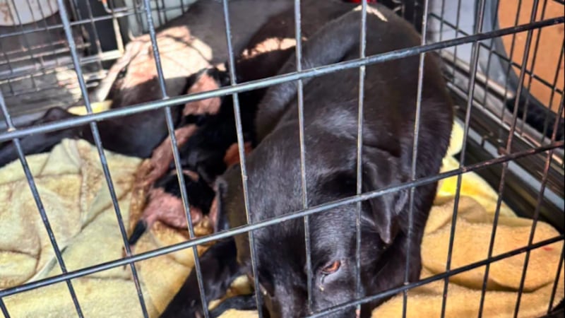 Crews are working to save a nursing dog who was found on the side of the road in Winchester...