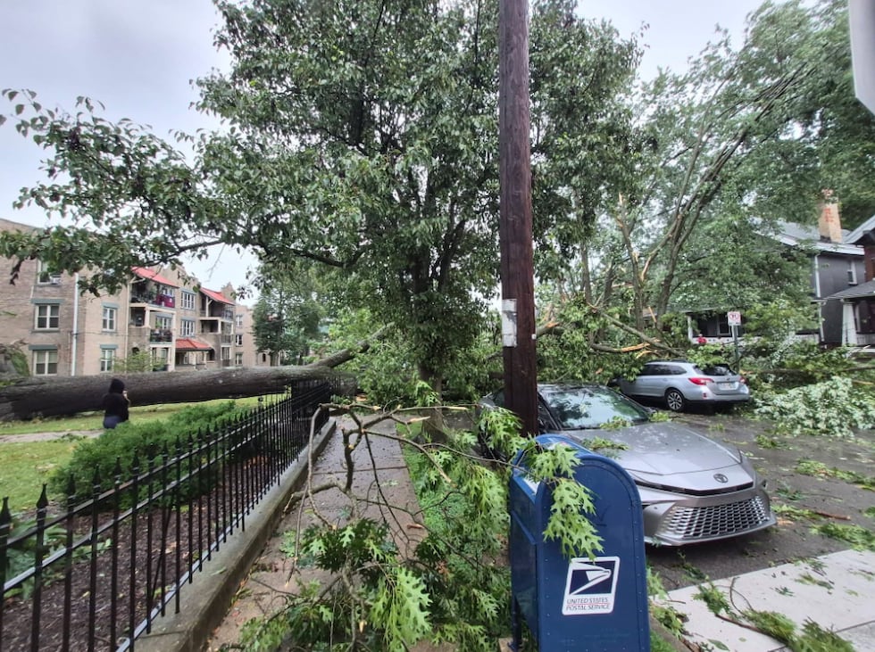 Varios árboles cayeron sobre vehículos y viviendas debido a la tormenta.
