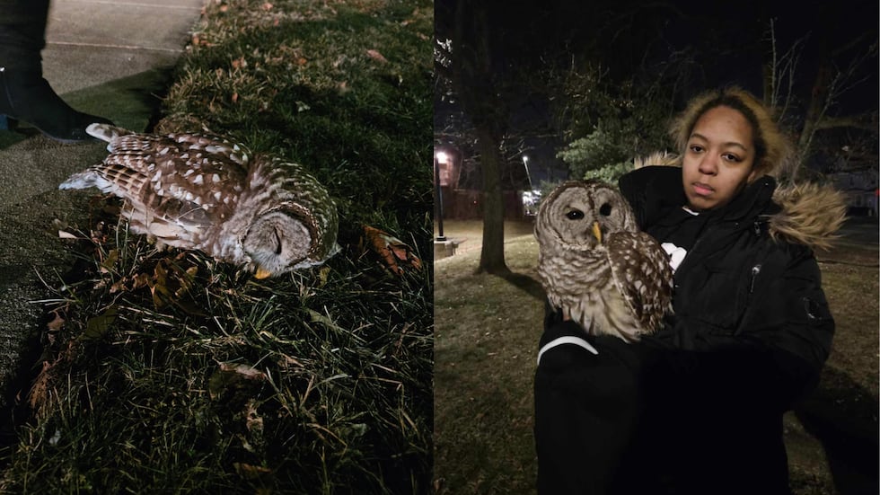 A barred owl was found struggling on Montgomery Road. Alexis (pictured on the right) and her...
